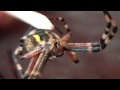 Giftige Spinnen In Deutschland : Spinnenbiss - was tun? So gefährlich kann ein Biss in ... / Wasserspinne in ihrem natürlichen lebensraum argyroneta aquatica (auch silberspinne) lebt als einzige spinnenart im wasser (selten auch in deutschen gewässern).