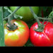 Balls Beefsteak Tomato Download Youtube Mp3 and Mp4