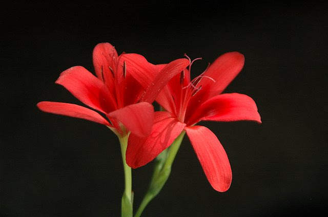 Freesia grandiflora, Mary Sue Ittner