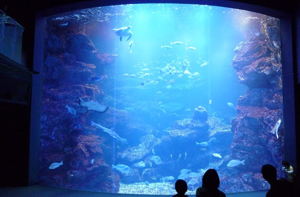 竜宮城さながらの美しい大水槽 京都水族館チャンネル