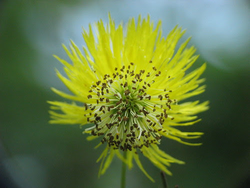 Mimosa