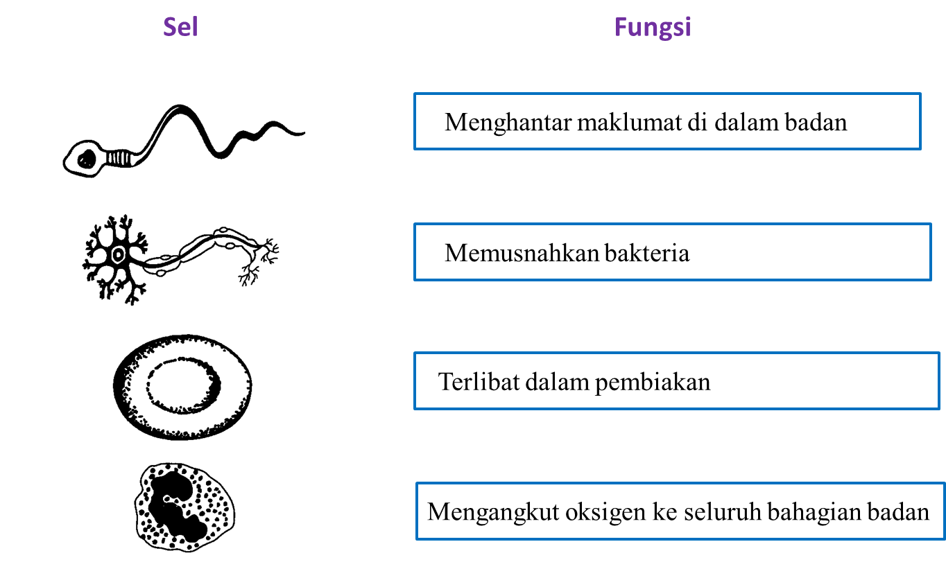 soalan ujian saringan darjah 1   3
