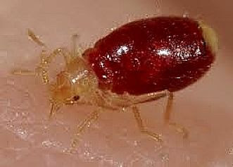 Ensnaring Bedbugs with Bean Leaves that Act Like Sticky Paper