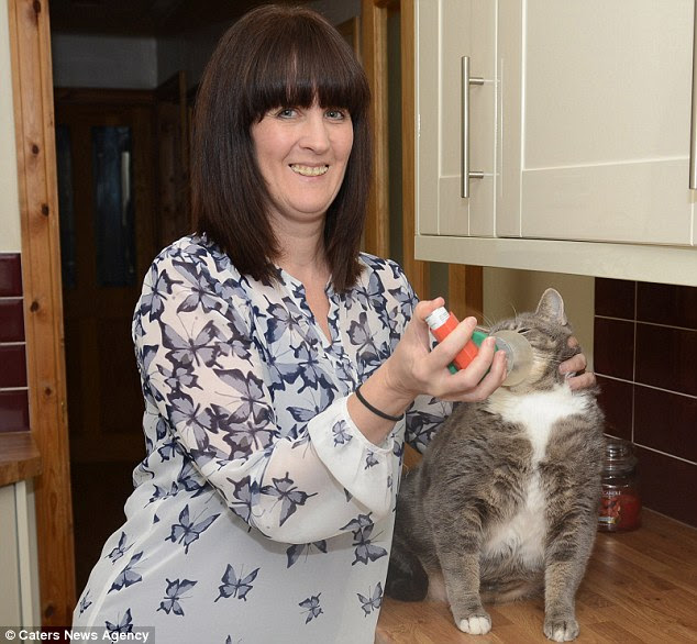 Max the cat is diagnosed with feline asthma and has to use ...