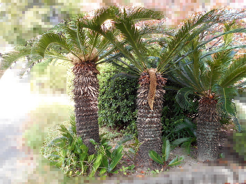 危険 ソテツ 蘇鉄 の実を見つけたが毒があるだとっ 絶対に食べないでください シマのブログ