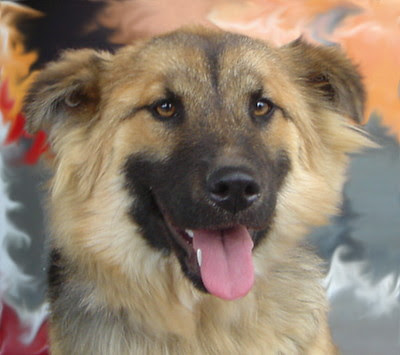 Westside German Shepherd Rescue Of Los Angeles