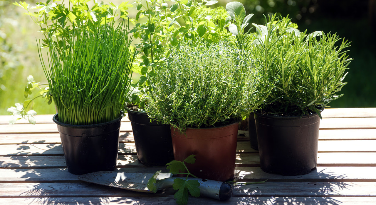 お気に入りのハーブをおしゃれにする植木鉢 ハーブの育て方と寄せ植えの作り方も 植木鉢ナビ