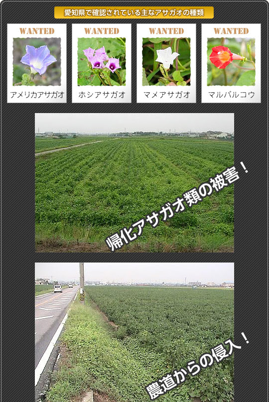 大豆の帰化アサガオ類防除対策 肥料 農薬通信 Jaあいち経済連