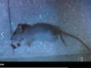 Funcionária bateu foto de rato morto dentro da Maternidade das Quintas, em Natal (Foto: Reprodução/Inter TV Cabugi)