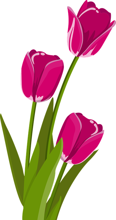 11+ Gambar Bunga Tulip Pixabay Simple Dan Minimalis
