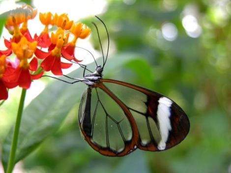 Ithomia drymo Por; Biopix