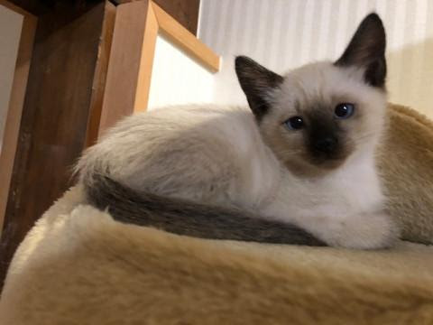 大阪府 とても元気で可愛いシャム猫ちゃんです 猫の里親募集 ネコジルシ