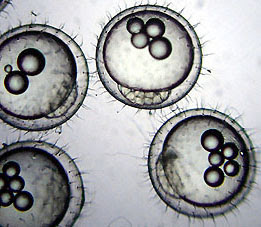 メダカの卵の変化 1 メダカの発生 卵割 胚体形成