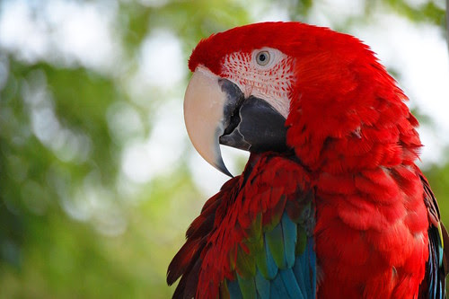 Green-Winged Macaw