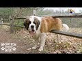 130-Pound Dog Steps Into Home For The First Time In His Life