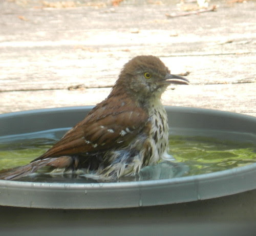 naturenotesDSCN8418