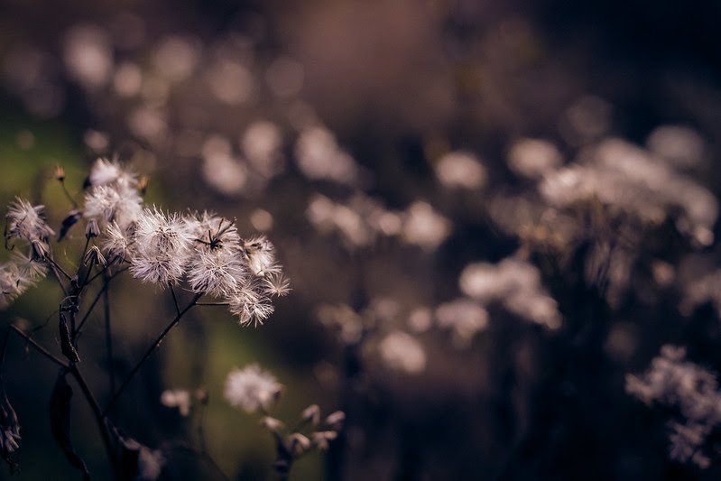 Herbst
