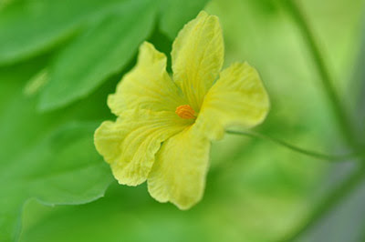 ゴーヤの雌花が咲かない理由は