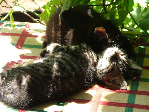 sunbathing or sleeping?