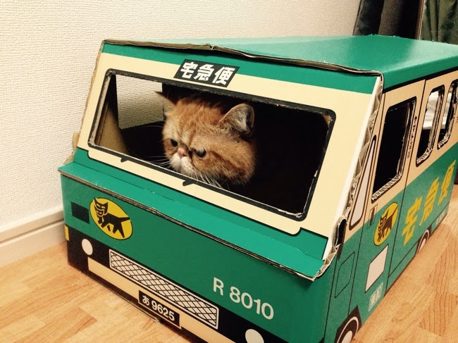 そっと 印刷する 説教する 宅急便 の 箱 猫 Izumi Masayuki Jp