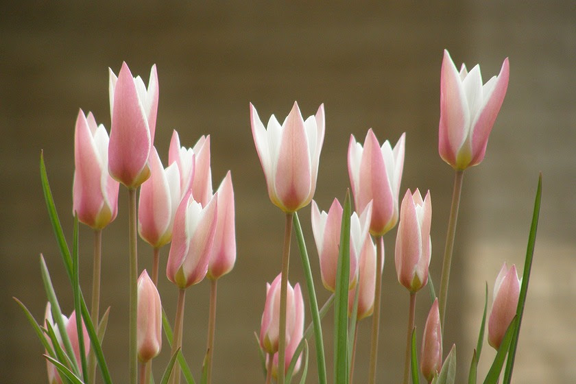 花 原種チューリップ