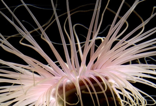 イソギンチャクの飼育問題 口から茶色のものを出す原因は 生き物navi