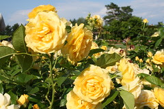 Walnut Hill Park Rose Garden