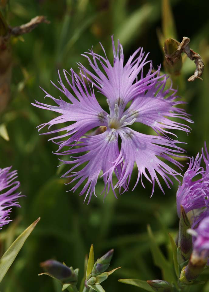 ゆんフリー写真素材集 No 2416 ナデシコ 日本 北海道