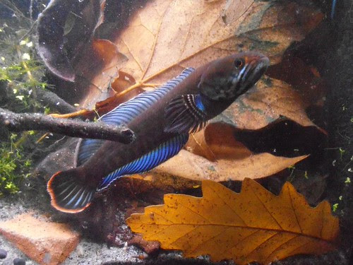 644761_436684319721334_49977636_n