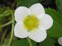 白い花 花色による花の一覧 小さな園芸館