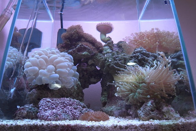 海水 私の未熟さを後悔します I Regret The Inexperience