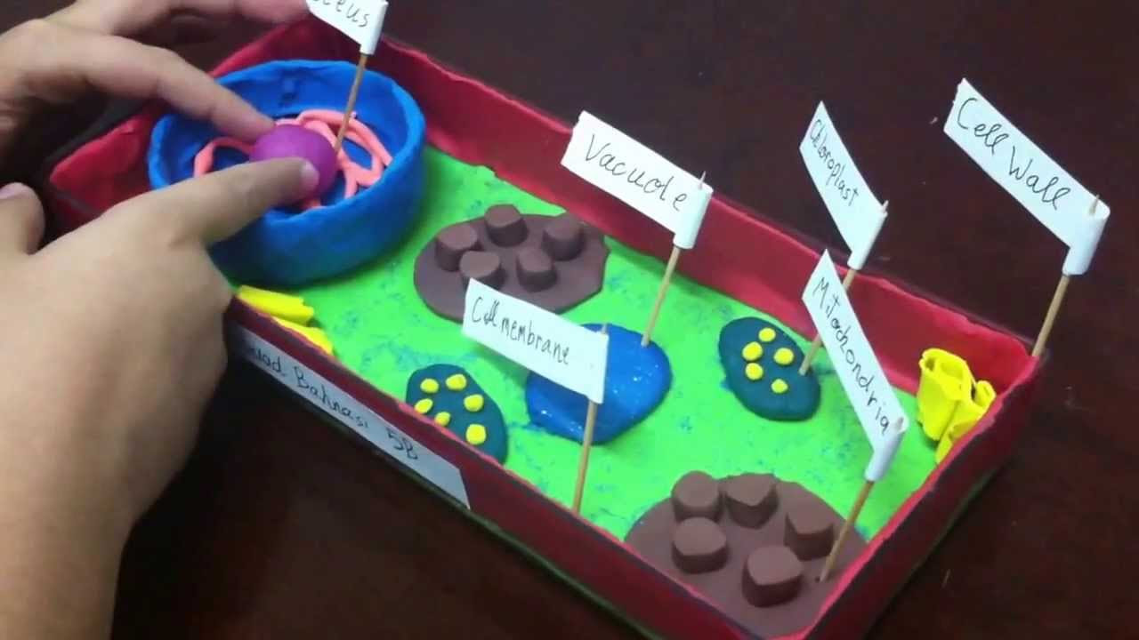 5th grade plant cell project - YouTube