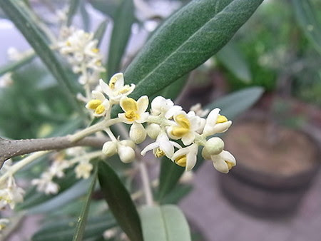 オリーブ 花が咲かない原因は
