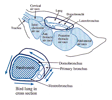 lobes of lungs. Mammalian lungs: