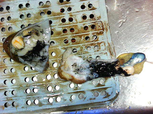 コウイカ 甲烏賊 ３ 捌き方 その２ 胴の処理 魚料理と簡単レシピ