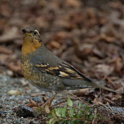 Female. Note: faint gray collar. Female. Note: faint gray collar.