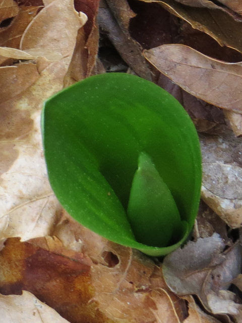 southern twayblade