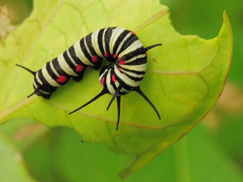 そよ風に乗って オオゴマダラの幼虫とサナギ