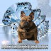 French Bulldog Puppies Prescott Az : French bulldog puppies with akc standard & unique color bulldog puppies is available for sale & adoption in texas, usa.