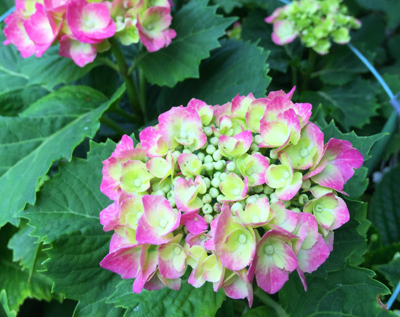 アジサイ 紫陽花の花の色と土の関係