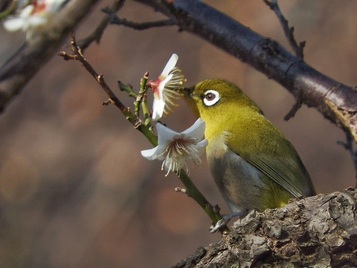 野鳥の会 埼玉 野鳥の鳴き声を楽しもう