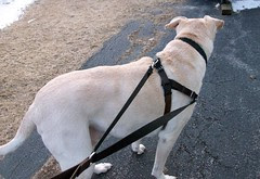 Zeus_harness_22111c