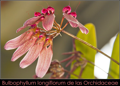 Bulbophyllum longiflorum de las Orchidaceae