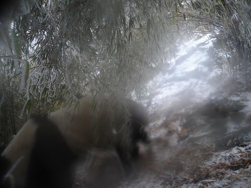 Giant Panda