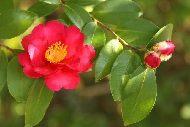 カンツバキの剪定時期と剪定方法 庭木の剪定専門サイト