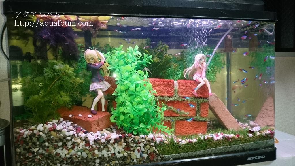 痛アクアリウムpart1 兼自己紹介 アクアルバム