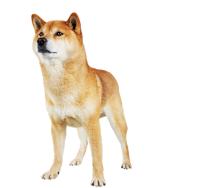 柴犬の画像 原寸画像検索