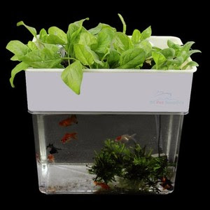 Pet Supplies &gt; Fish &amp; Aquariums &gt; Aquariums &amp; Tanks