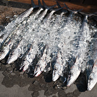 Clearwater Deep  Fishing on Clearwater Deep Sea Fishing Details