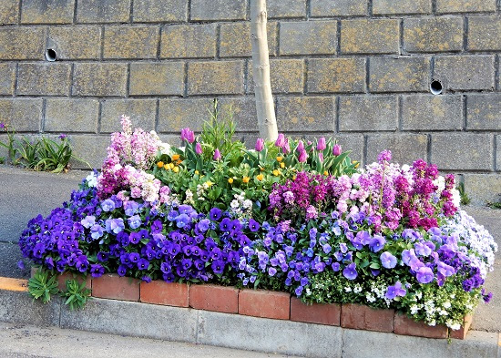 18 街路樹花壇のチューリップが咲きました 綺麗な紫色で花盛りの桃色のストックにお似合い Noririの庭